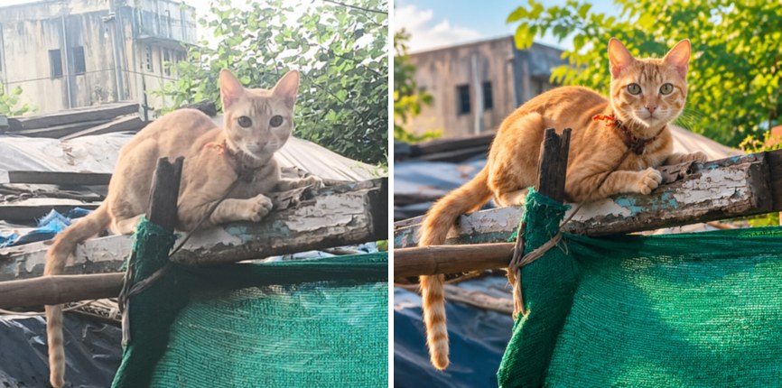 De kat op het dak zij aan zij: rechts heeft de generatieve bewerking een andere houding, staart en vachtkleur
